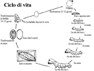 Ciclo di vita del baco da seta.