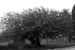 Albero di gelso: podere in Comune di San Giovanni Incarico (anno 1939).